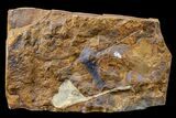 Fossil Ginkgo Leaf From North Dakota - Paleocene #163205-1